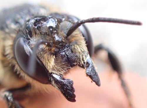 Megachile (circumcincta-nigriventris)